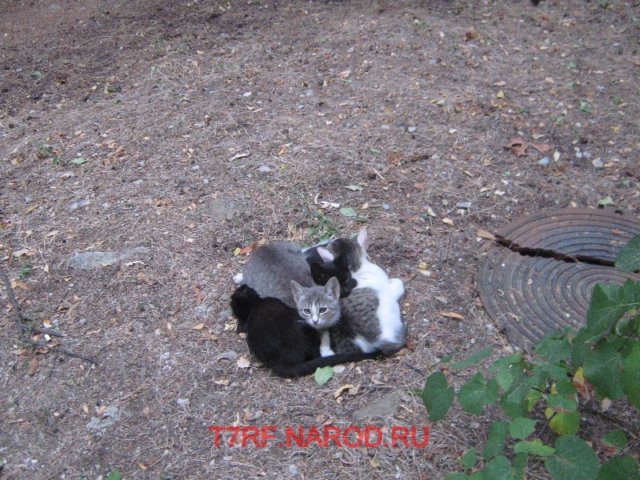 photo51.jpg
