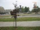 photo108_small.jpg